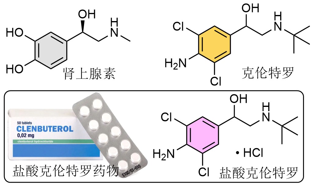 克伦特罗