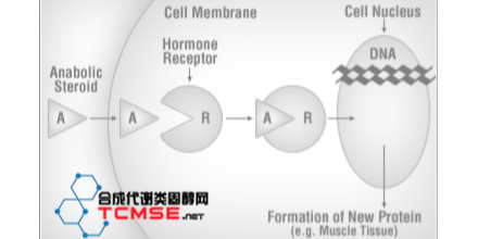 混合睾酮(Sustanon 250)功效作用/副作用/用法用量/多少钱一瓶/购买价格联系